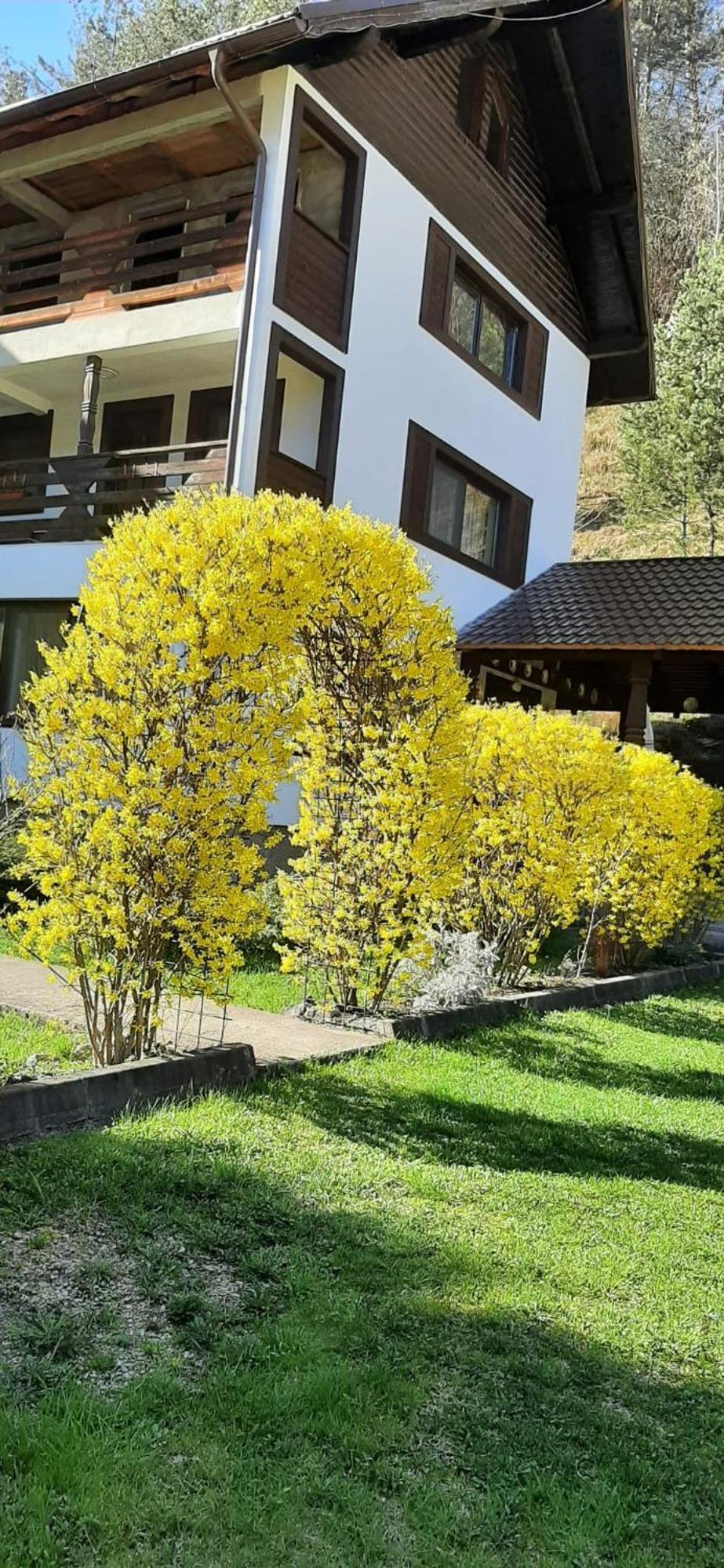 Pensiunea La Rachitele Exteriér fotografie
